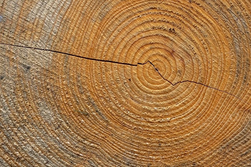 Annual rings of a tree, Goslar, Lower Saxony, Germany