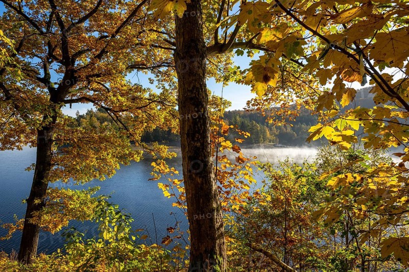 Autumn forest at Innerstestausee in the Harz Mountains, Innerstestausee, Goslar, Lower Saxony, Germany