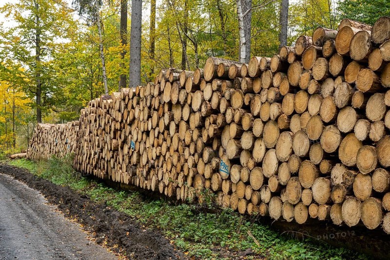 Logging in the Harz Mountains, forest work, Goslar, Lower Saxony, Germany