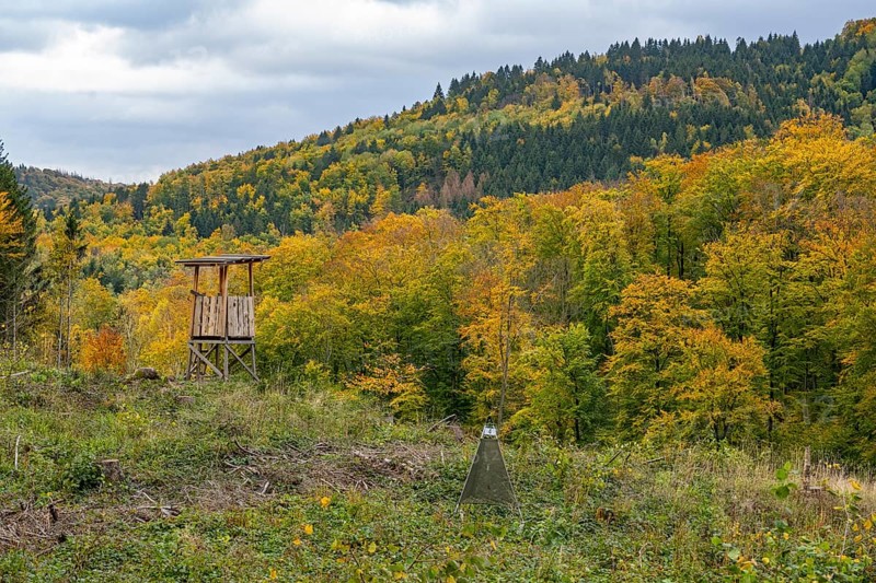 Hochsitz and bark beetle fall in autumn Harz, forest, Goslar, Lower Saxony, Germany