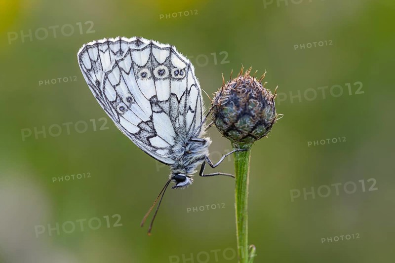 Checkerspot butterfly (Melanargia galathea), Bad Münstereifel, North Rhine-Westphalia, Germany