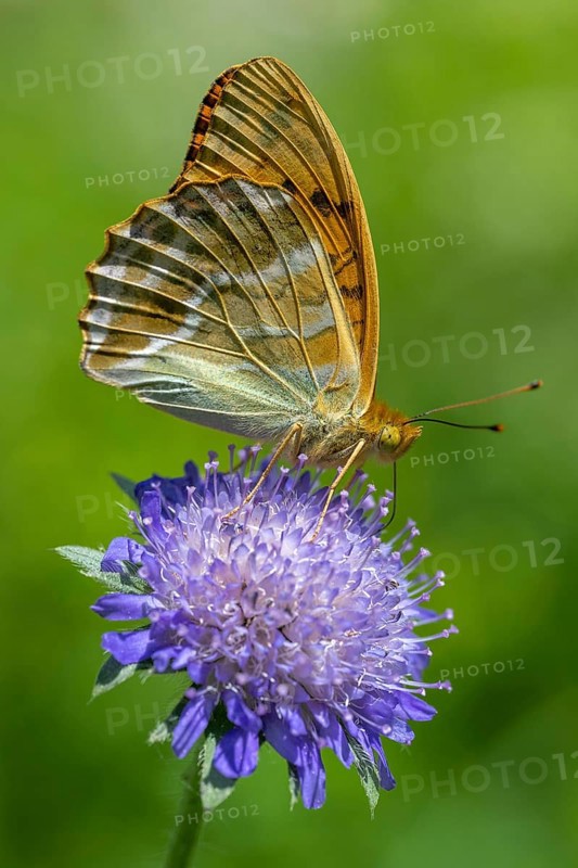 Emperor Cloak (Argynnis paphia), butterfly, Blankenheim, North Rhine-Westphalia, Germany