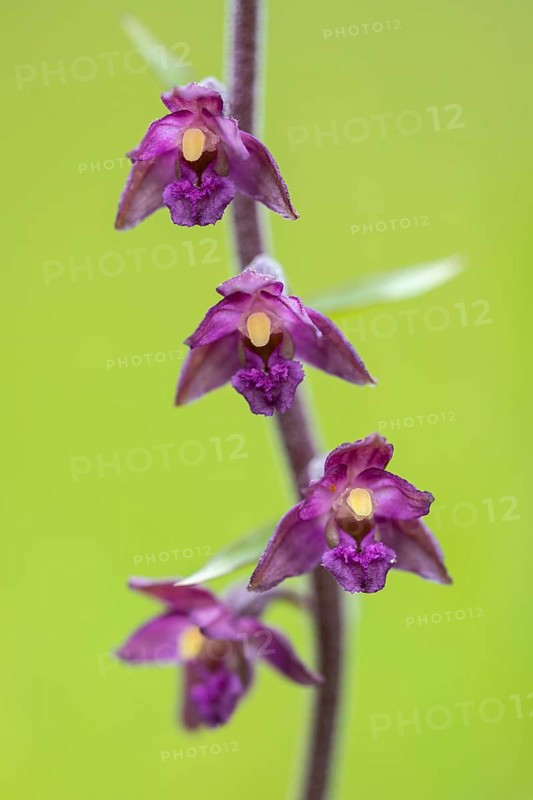 Dark red helleborine (Epipactis atrorubens), Bad Münstereifel, North Rhine-Westphalia, Germany