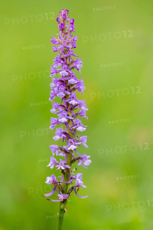 Gymnadenia conopsea, Bad Münstereifel, North Rhine-Westphalia, Germany