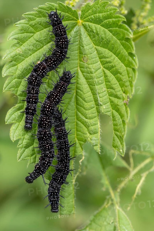 Peacock butterfly (Aglais io, syn.: Inachis io, Nymphalis io), caterpillar feeding on a nettle leaf, Blankenheim, North Rhine-Westphalia, Germany
