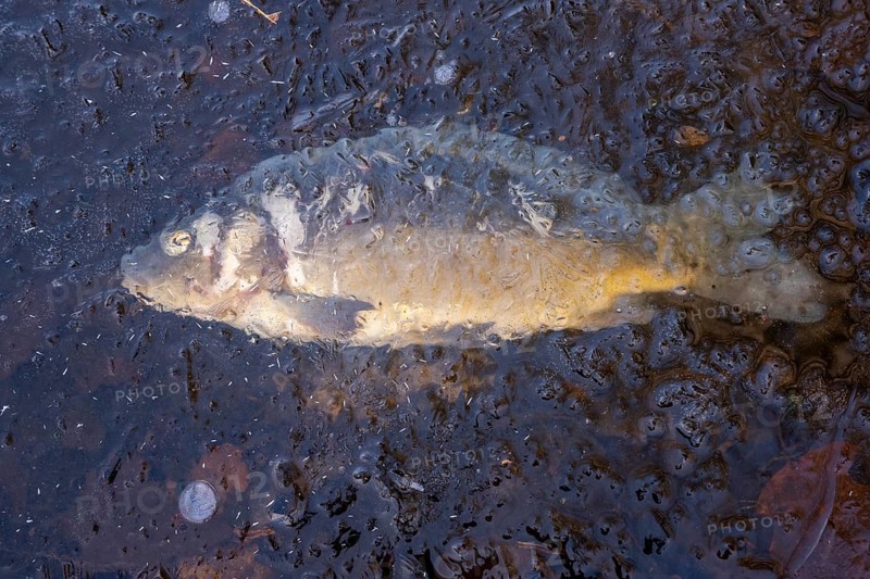 Dead carp (Cyprinus carpio) embedded in ice, Ahlhorn fish ponds, Ahlhorn, Lower Saxony, Germany