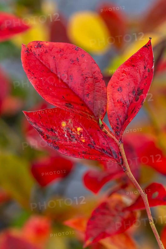 Red leaf of a blueberry, blueberry (Vaccinium myrtillus), Goldenstedt, Lower Saxony, Germany