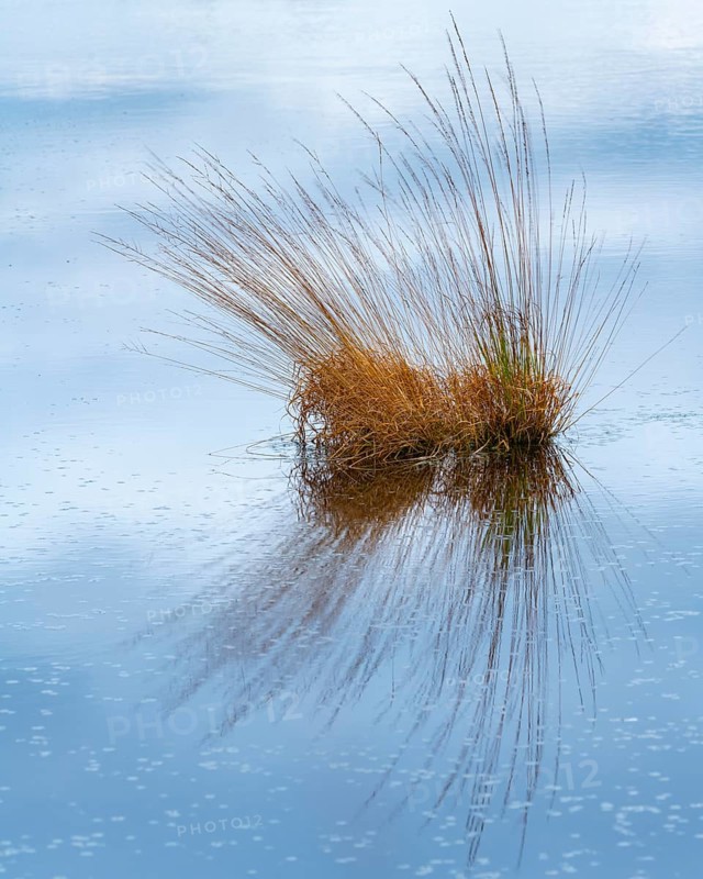 Bulrushes with moor grass (Molinia caerulea) in the moor, Goldenstedt, Lower Saxony, Germany