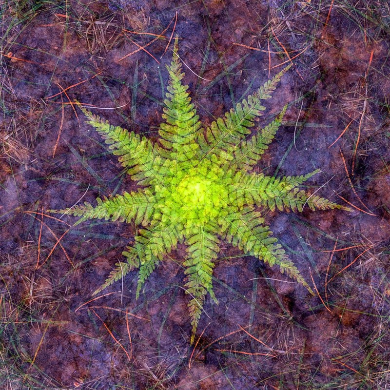 Autumn mosaic, multiple exposure of a forest floor, Ahlhorn, Lower Saxony, Germany