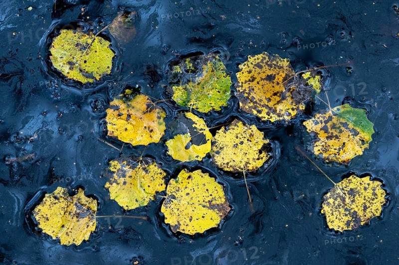 Leaves of an aspen (Populus tremula) in autumn, Goldenstedter, Lower Saxony, Germany