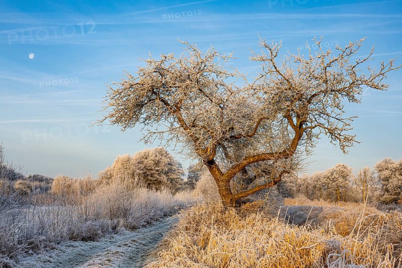 Winter hoarfrost at Ahlhorn fish ponds, apple tree, Ahlhorn fish ponds, Ahlhorn, Lower Saxony, Germany