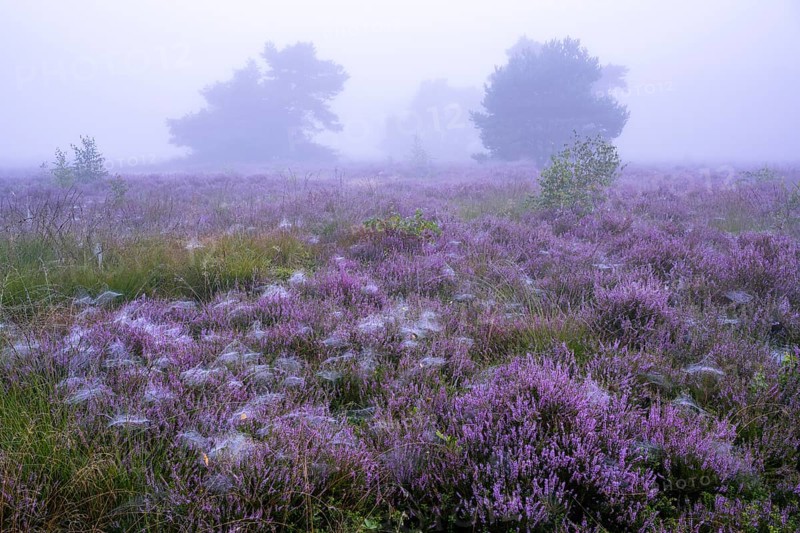 Flowering heather (Calluna vulgaris) with pine trees on a foggy morning in the Ahlhorner Heide, Ahlhorn, Lower Saxony, Germany