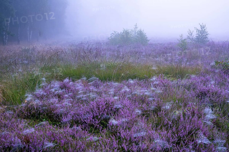 Flowering heather (Calluna vulgaris) on a foggy morning in the Ahlhorner Heide, Ahlhorn, Lower Saxony, Germany