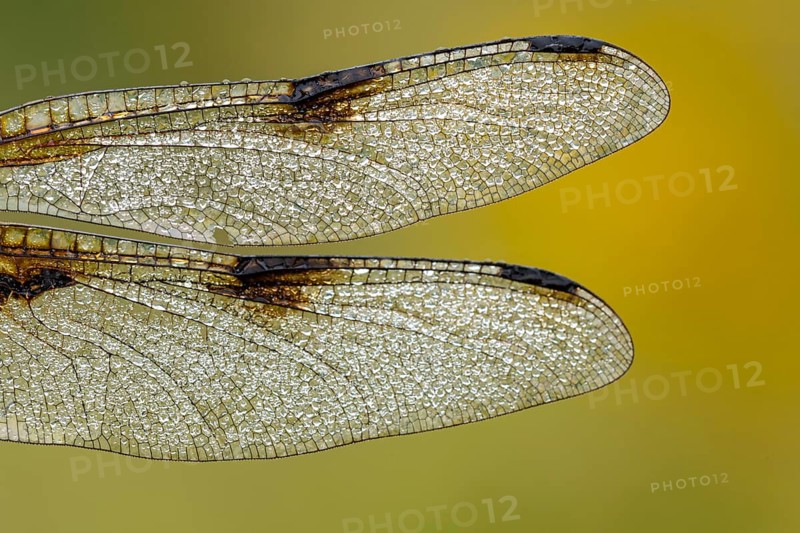 Wings of the four-spotted dragonfly (Libellula quadrimaculata), Ahlhorn, Lower Saxony, Germany
