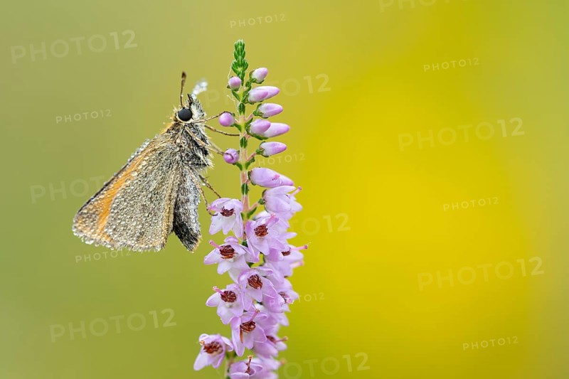 Large skipper (Ochlodes sylvanus) on flowering heather (Calluna vulgaris), Ahlhorn, Lower Saxony, Germany