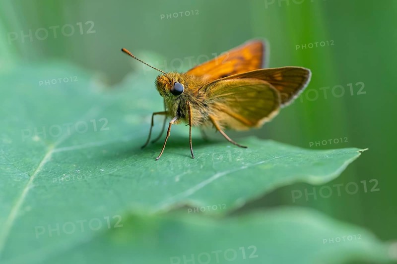 Large skipper (Ochlodes sylvanus), Ahlhorn, Lower Saxony, Germany