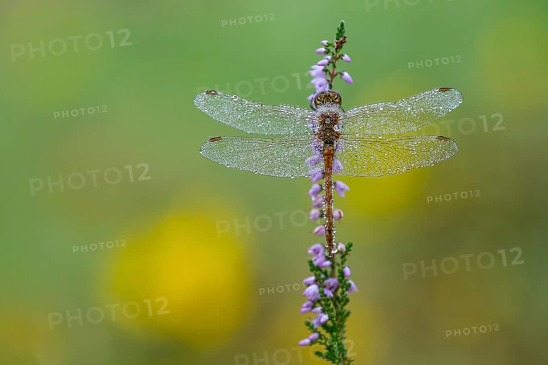 Marsh dragonfly (Sympetrum depressiusculum) in the morning dew on flowering heather (Calluna vulgaris), Ahlhorn, Lower Saxony, Germany