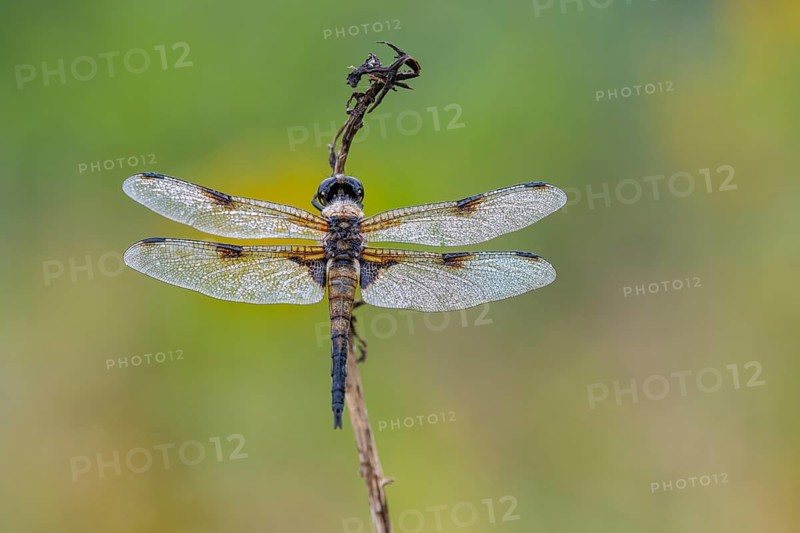 Four-spotted dragonfly (Libellula quadrimaculata), Ahlhorn, Lower Saxony, Germany