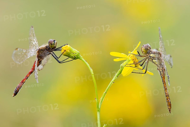Marsh dragonfly (Sympetrum depressiusculum), Ahlhorn, Lower Saxony, Germany