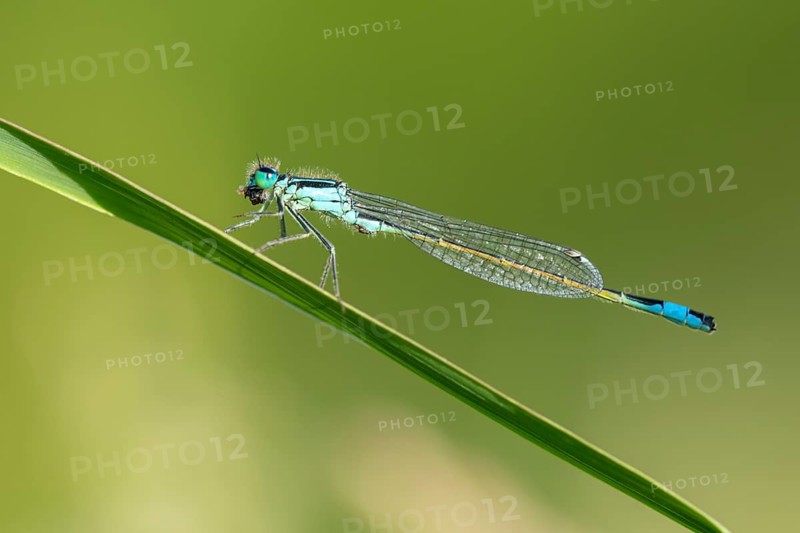 Blue-tailed damselfly (Ischnura elegans), Ahlhorn, Lower Saxony, Germany