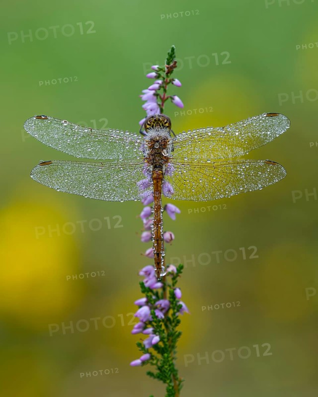 Marsh dragonfly (Sympetrum depressiusculum) in the morning dew on flowering heather (Calluna vulgaris), Ahlhorn, Lower Saxony, Germany