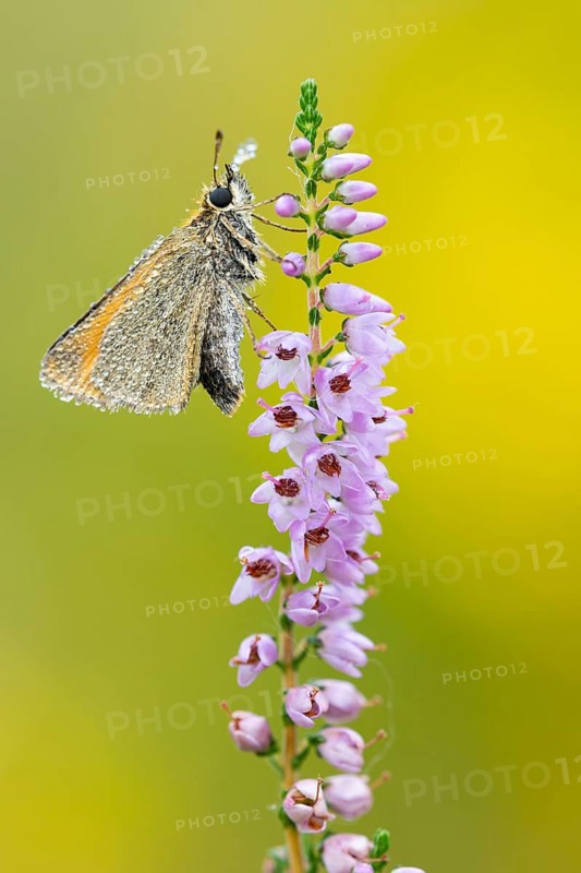 Large skipper (Ochlodes sylvanus) on flowering heather (Calluna vulgaris), Ahlhorn, Lower Saxony, Germany
