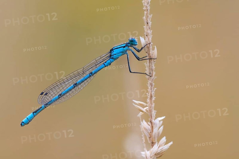 Common blue damselfly (Enallagma cyathigerum), Ahlhorn, Lower Saxony, Germany