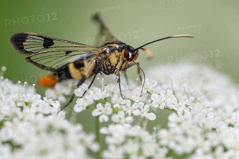 Large birch glasswing (Synanthedon scoliaeformis), Ahlhorn, Lower Saxony, Germany