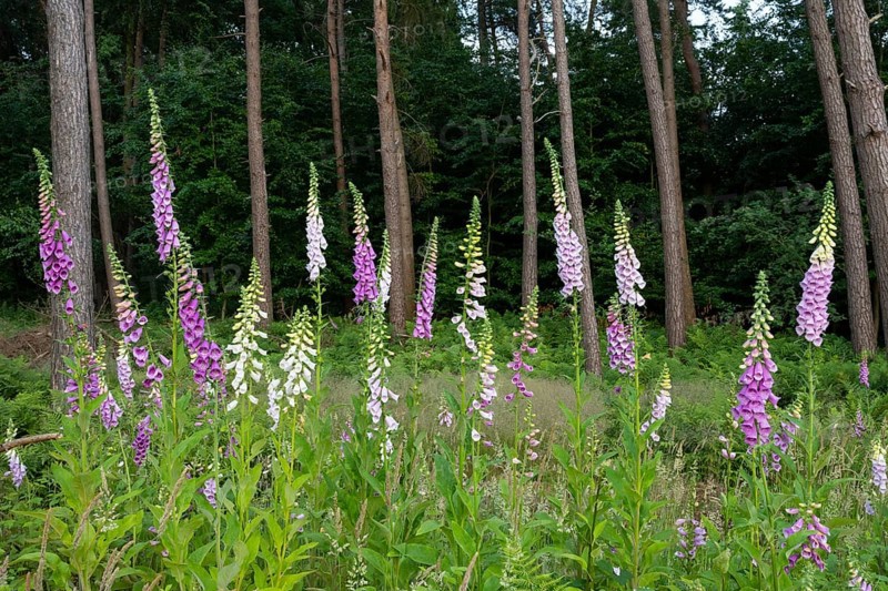 Flowering foxglove (Digitalis purpurea) in a forest clearing, Vechta, Lower Saxony, Germany