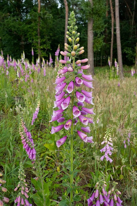 Flowering foxglove (Digitalis purpurea) in a forest clearing, Vechta, Lower Saxony, Germany
