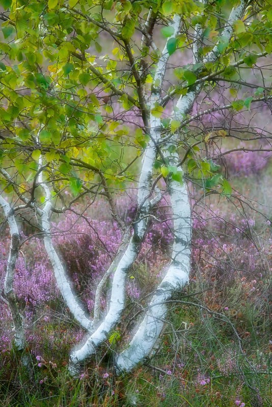 Birches for heather blossoms in the moor, Goldenstedter Moor, Goldenstedt, Lower Saxony, Germany