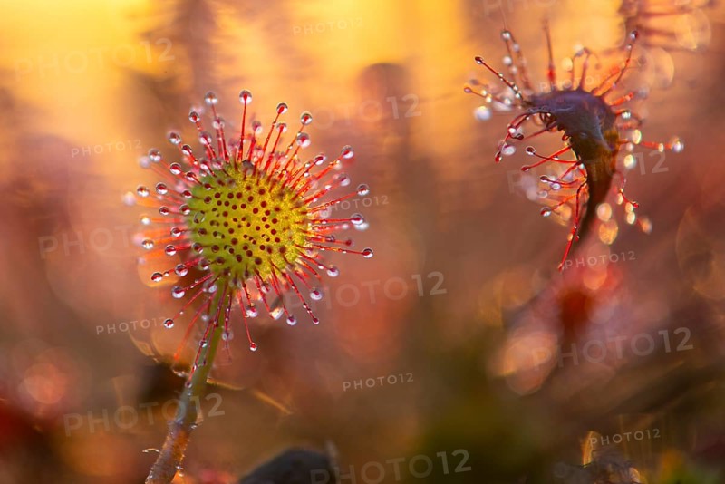 Sundew (Drosera intermedia) with tentacles in the Goldenstedt moor, Goldenstedt, Lower Saxony, Germany