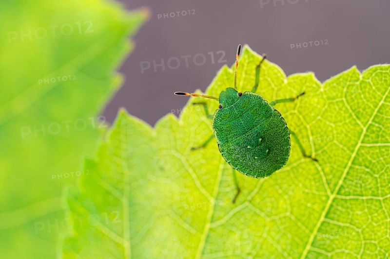 Green shield bug (Palomena prasina), Ahlhorn, Lower Saxony, Germany