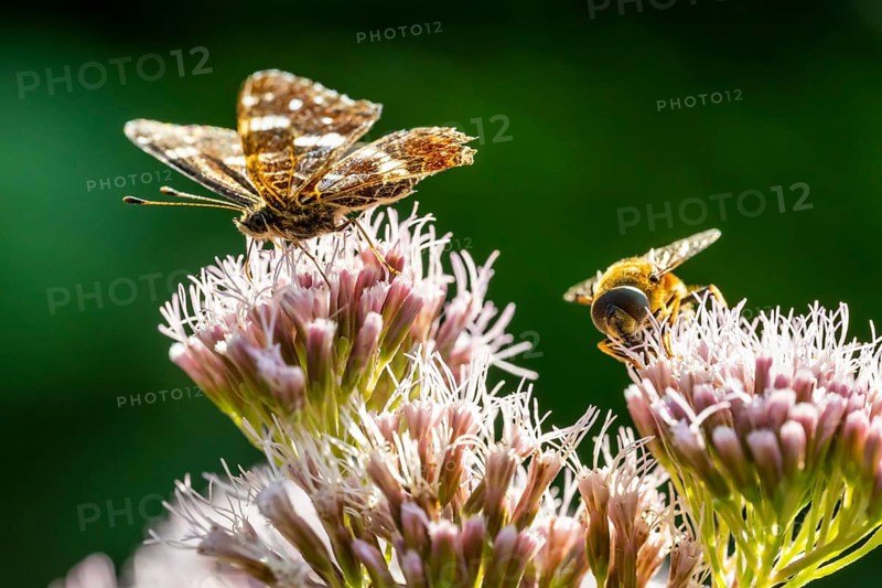 Map Butterfly (Araschnia levana), Ahlhorn, Lower Saxony, Germany
