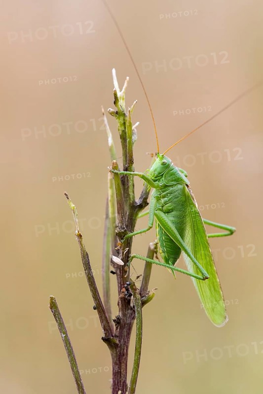 Great green bush cricket (Tettigonia viridissima), Ahlhorn, Lower Saxony, Germany