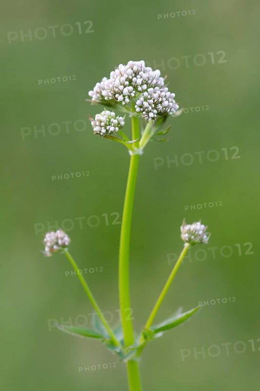 Water eupatorium (Eupatorium), Ahlhorn, Lower Saxony, Germany