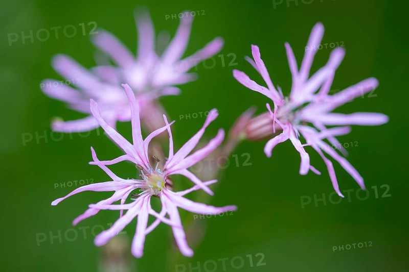 Cuckoo flower (Silene flos-cuculi), Ahlhorn, Lower Saxony, Germany