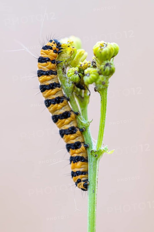 Caterpillar of the scabious bear (Tyria jacobaeae), Ahlhorn, Lower Saxony, Germany
