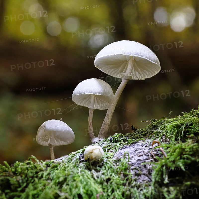 Ringed beech slime beetle (Oudemansiella mucida), on beech deadwood, Wilnsdorf, North Rhine-Westphalia, Germany