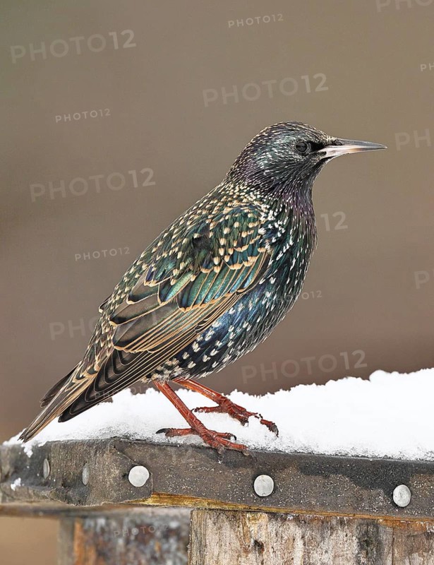 Starling (Sturnus vulgaris) adult bird in spotted winter plumage, sitting on a nesting box, Wilnsdorf, North Rhine-Westphalia, Germany