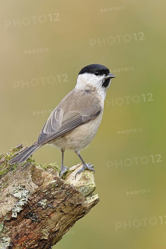 Marsh tit (Parus palustris) sitting on a tree stump, Wilnsdorf, North Rhine-Westphalia, Germany