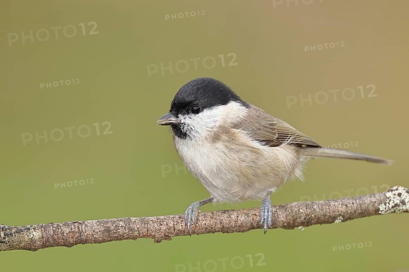 Willow Tit (Parus montanus), Willow Tit (Parus montanus) sitting on a branch overgrown with moss, Wildlife, Animals, Birds, Wilnsdorf, North Rhine-Westphalia, Germany