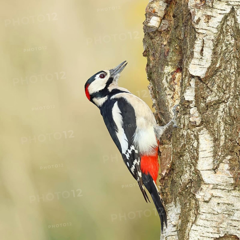 Great spotted woodpecker (Dendrocopus major), male, foraging on the trunk of a common birch (Betula pendula), wildlife, woodpeckers, nature photography, autumn, Wilnsdorf, North Rhine-Westphalia, Germany