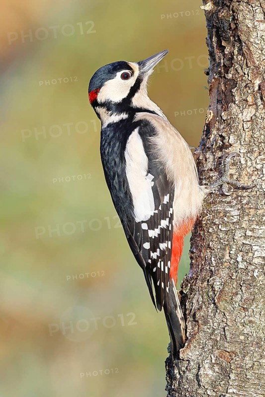 Great spotted woodpecker (Dendrocopus major), male, foraging on the trunk of a common birch (Betula pendula), wildlife, woodpeckers, nature photography, autumn, Wilnsdorf, North Rhine-Westphalia, Germany
