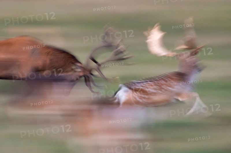 Red deer in a rut chases fallow deer, Dynamik, Klamptenborg, Copenhagen, Denmark