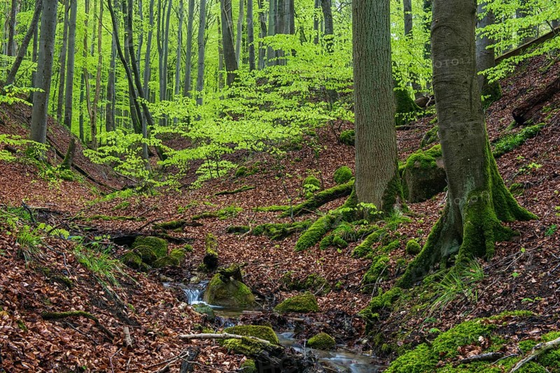 Kiel stream in Jasmund National Park on Rügen, Sassnitz, Rügen, Mecklenburg-Western Pomerania, Germany