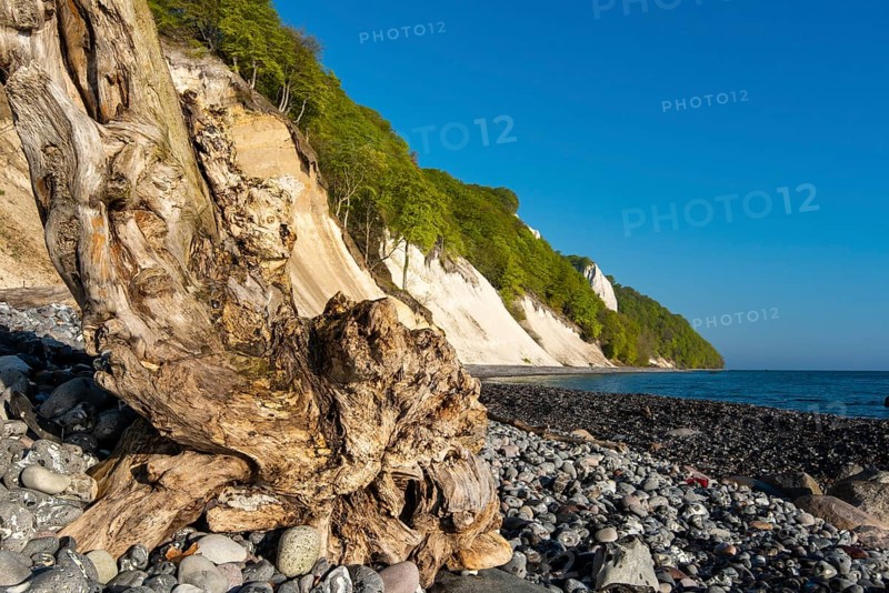 View of chalk cliffs in Jasmund National Park on Rügen, Königsstuhl, Sassnitz, Rügen, Mecklenburg-Western Pomerania, Germany