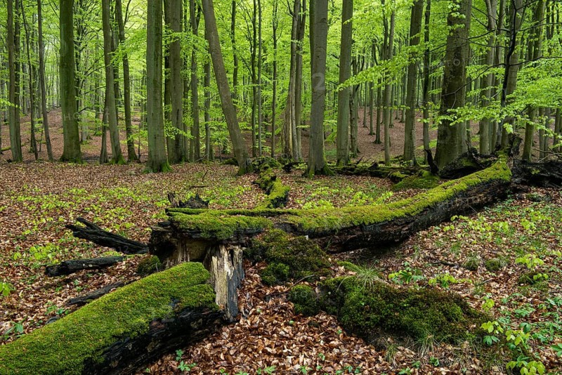 Old beech forest with dead wood in Jasmund National Park on Rügen, Sassnitz, Rügen, Mecklenburg-Western Pomerania, Germany