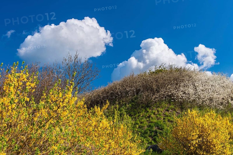 Flowering broom (Genista) at the Tempelberg on Rügen, Rügen, Bobbin, Mecklenburg-Vorpommern, Germany