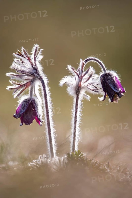 Meadow pasque flower (Pulsatilla pratensis), Rügen, Binz, Mecklenburg-Western Pomerania, Germany
